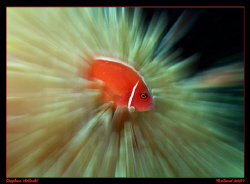 Canon G7, Photoshop CS3 by Stephen Holinski 